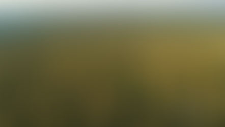 MRN reflorestou 362 hectares no ano passado, o equivalente a 360 campos de futebol