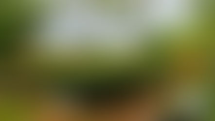 Equinox Gold conclui inventário de carbono e traça metas ambientais