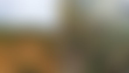 Mineração Paragominas obtém bons resultados com uso de resíduos orgânicos em reflorestamento