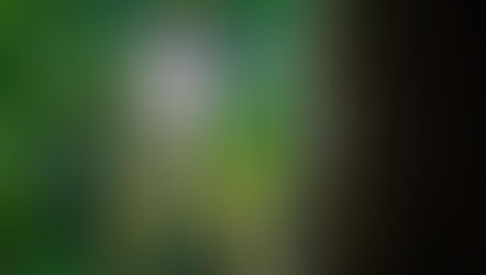 Vale e Algar fecham acordo para proteger 50 mil hectares de floresta na Amazônia