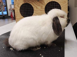 Daworo Xtravagant Winky.jpg