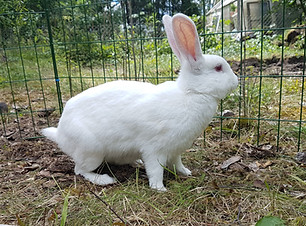 Alva