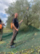 Picking olives
