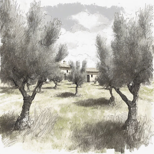 Building our dream tuscan olive grove.jpg