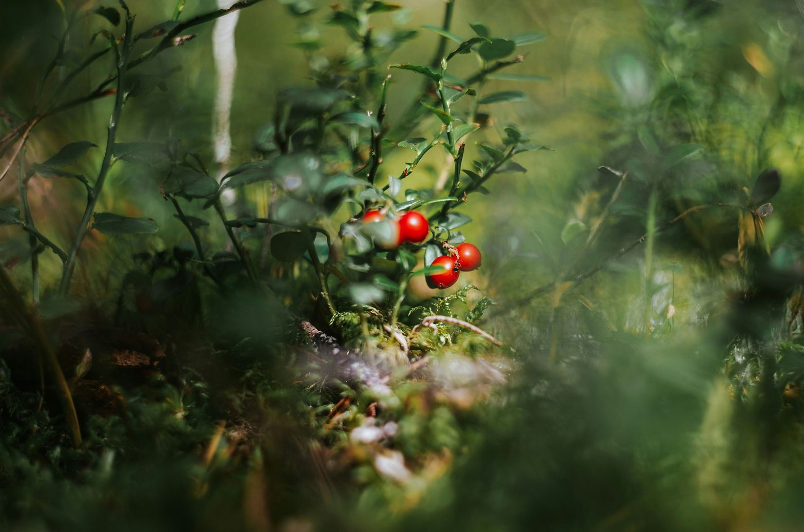 A group of red berries growing on a bush_edited.jpg