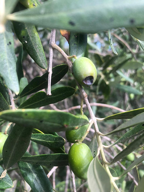 INSPIRA_OliveGrove_Trees_close_Olives_Green_withMosca.jpeg