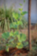 Bean plant