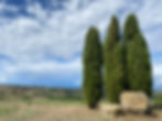 3 cyprese