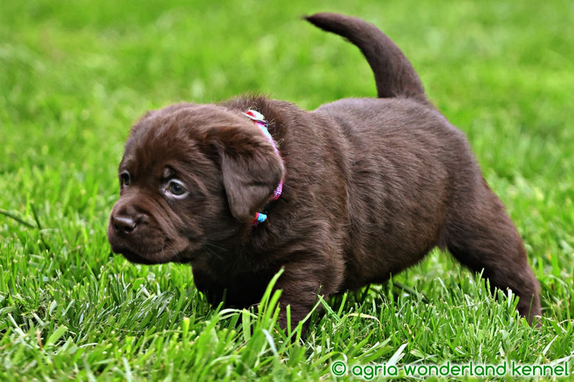 gyönyörű csoki labrador kiskutya