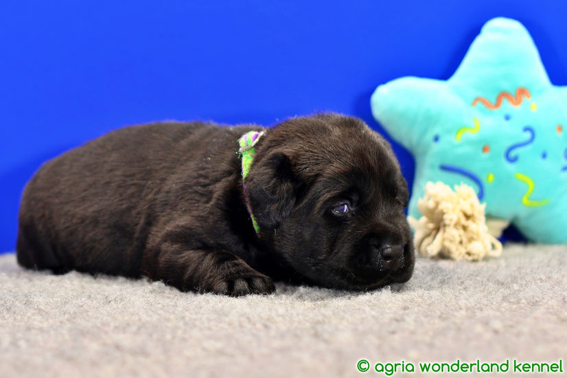 gyönyörű fekete labrador kölyökkutya