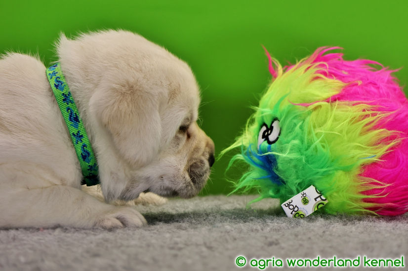 játékos sárga labrador kiskutya