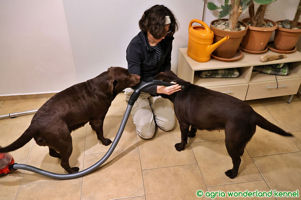 stabil idegrendszerű családbarát lakásban tartható labrador retriever megbízható tenyésztőtől