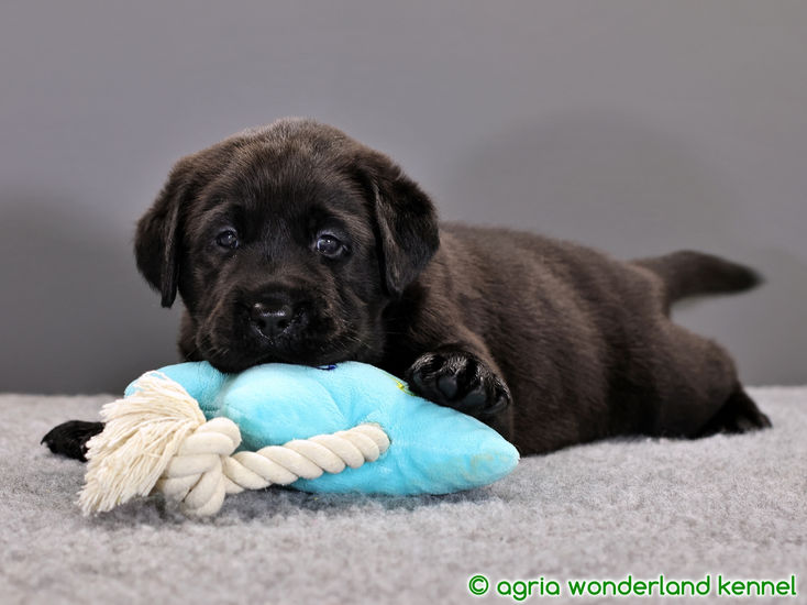 játékos fekete labrador kölyök