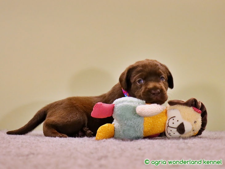játékos csokoládé labrador kiskutya megbízható tenyésztőtől