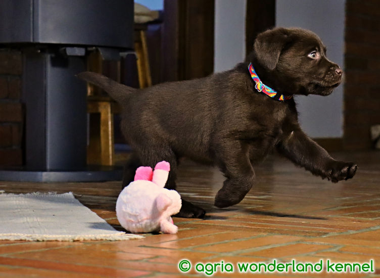 megbízható tenyésztőtől barna labrador kölyökkutya