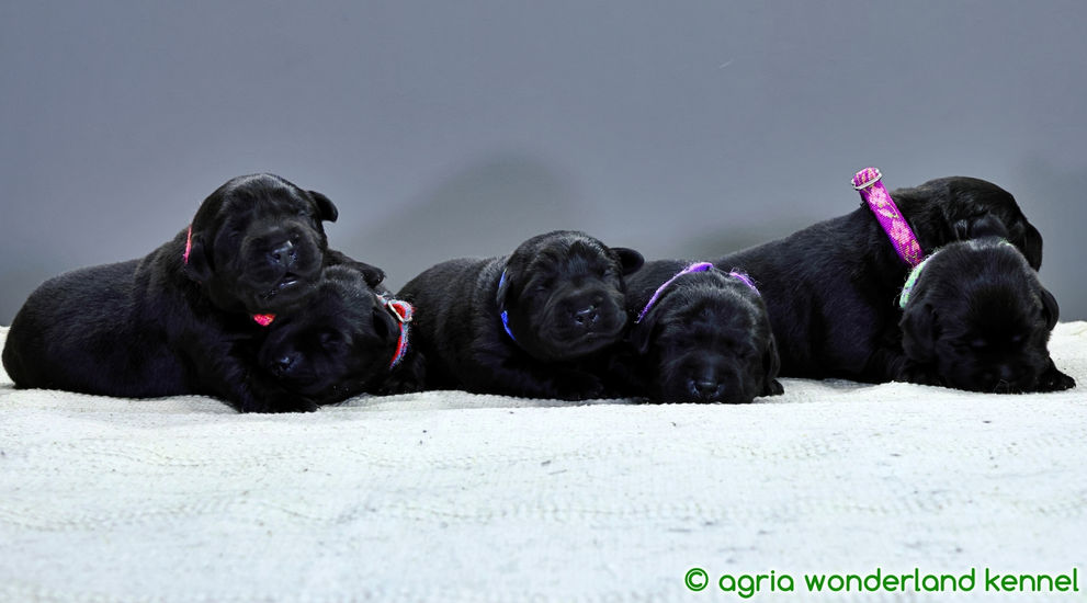 cuki fekete labrador kiskutyák