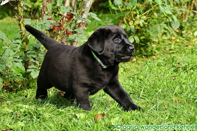 családcentrikus fekete labrador kiskutya