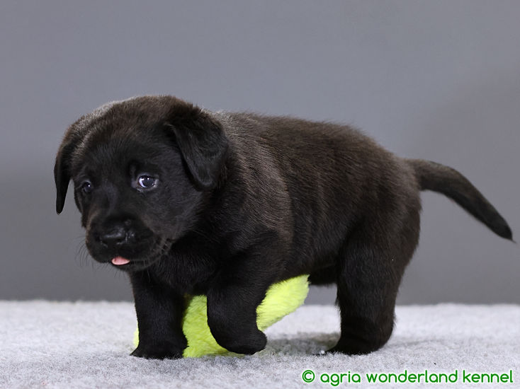 cuki fekete labrador kiskutya