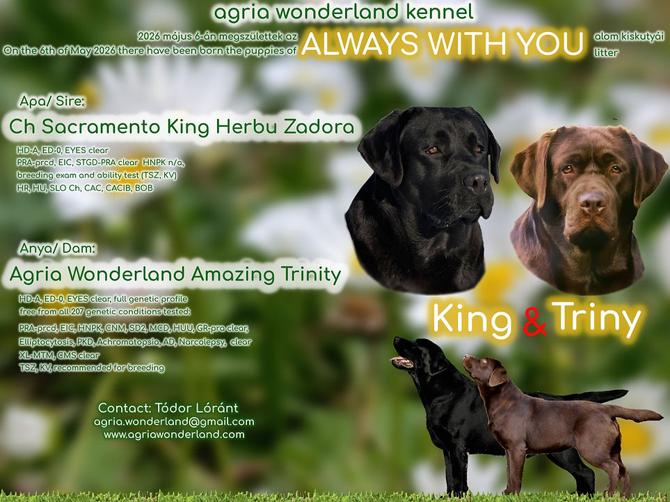always with you postermini.jpg