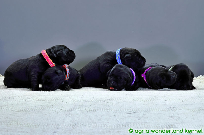 fekete labrador kiskutyák megbízható tenyésztőtől