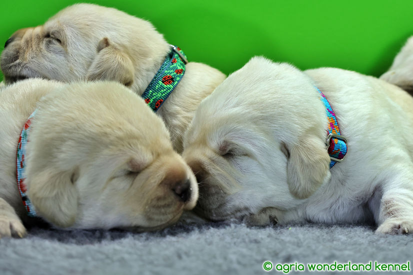 gyönyörű sárga labrador babák