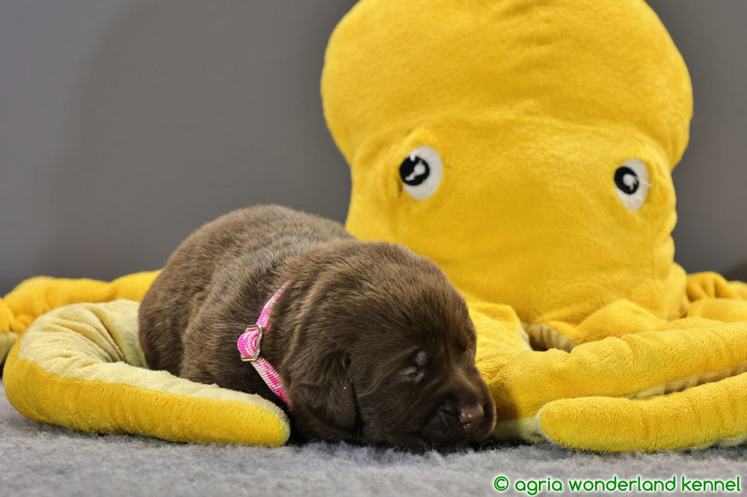 csoki labrador kölyök