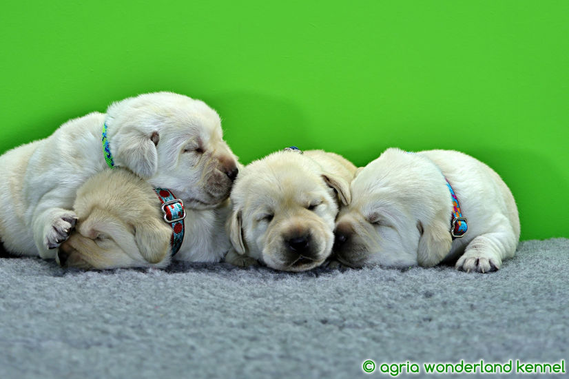 törzskönyves sárga labrador babák