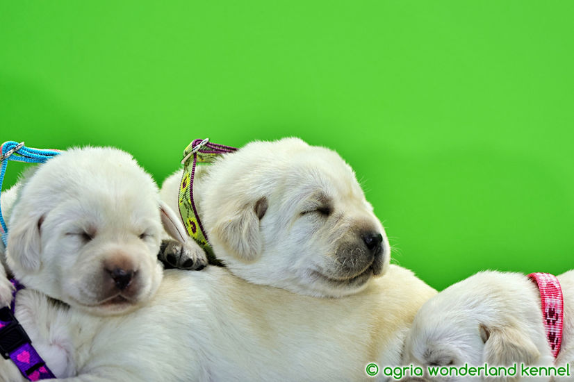 zsemle labrador kutyusok