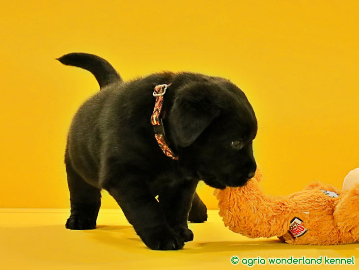 játékos fekete labrador kutyus