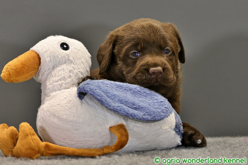 cuki barna labrador retriever kölyök