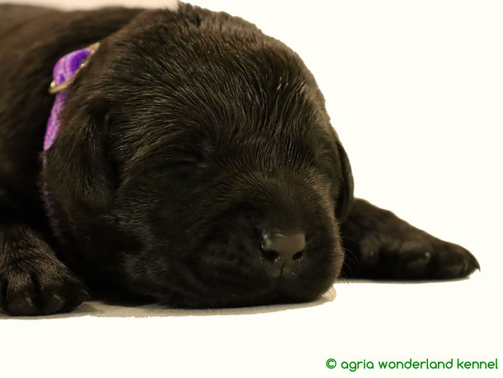 megbízható tenyésztőtől újszülött fekete labrador kiskutya