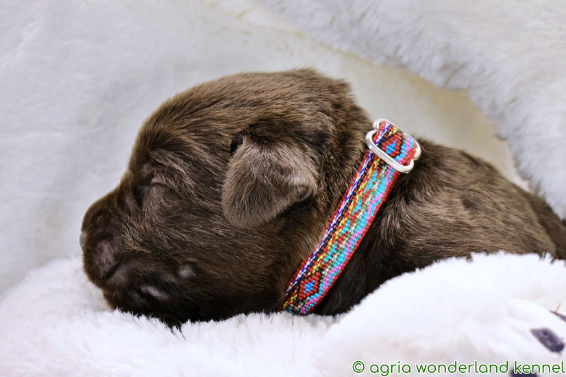 barna labrador kiskutya megbízható tenyésztőtől