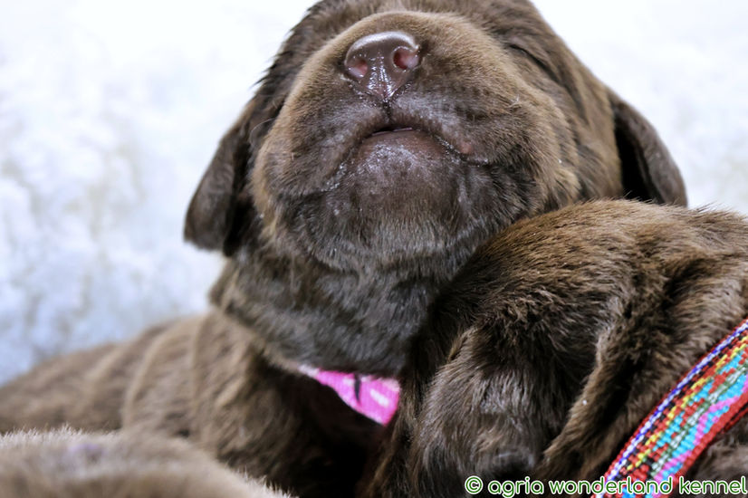barna labrador kiskutya megbízható tenyésztőtől