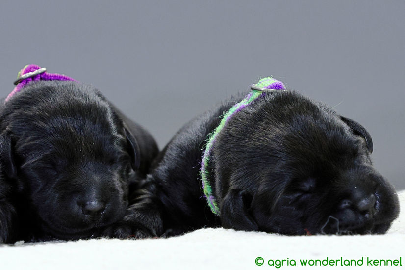 cuki fekete labrador kiskutyák