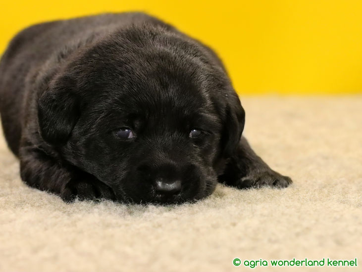 egészséges fekete labrador kutyakölyök