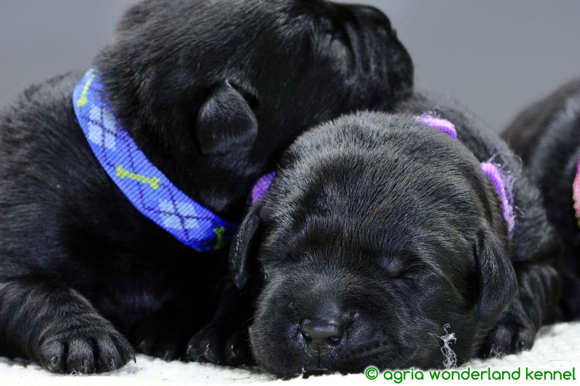 gyönyörű fekete labrador újszülött kiskutyák