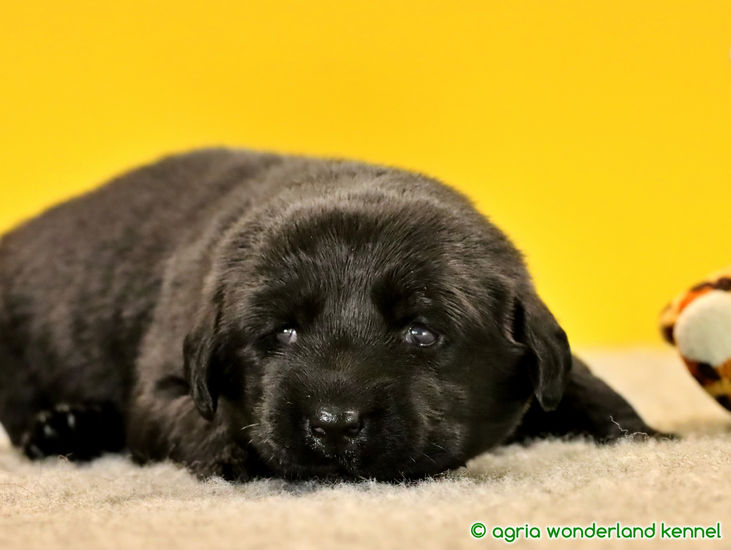 családcentrikus fekete labrador kutyus