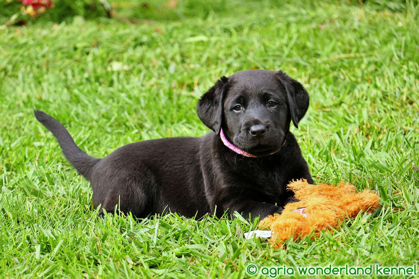 fajtatiszta fekete labrador kutyus megbízható tenyésztőtől