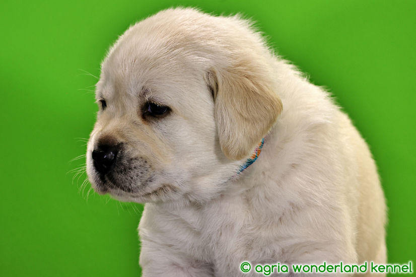 sárga labrador kutyus