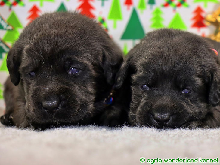 gönyörű fekete labrador kriskutyák