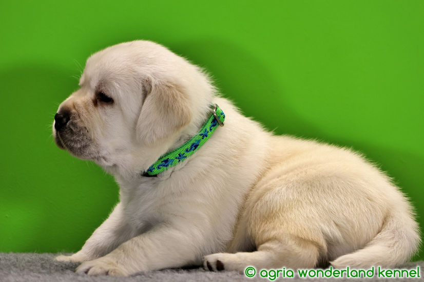 megbízható tenyésztőtől sárga labrador kutyus