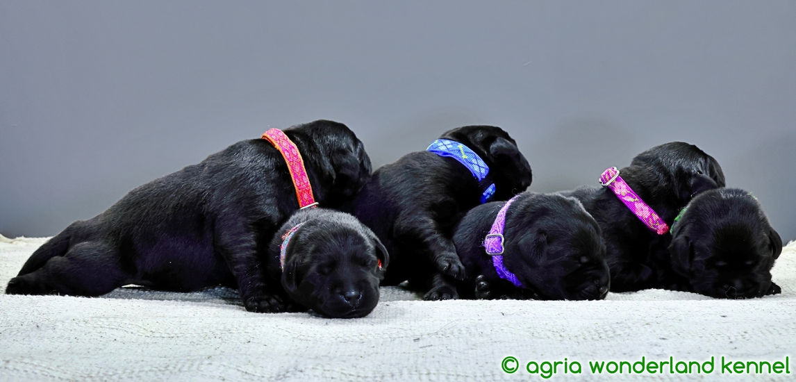 fekete labrador kiskutyák megbízható tenyésztőtől