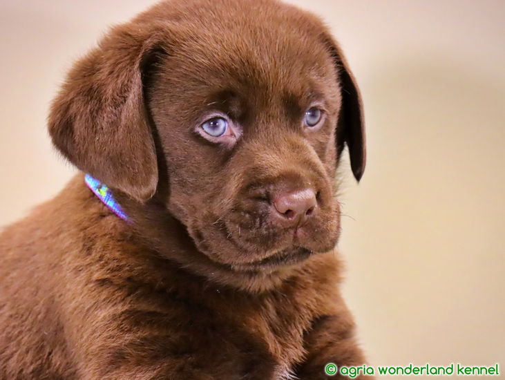 cuki csokoládébarna labrador kölyök