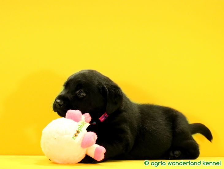 játékos fekete labrador kutyus