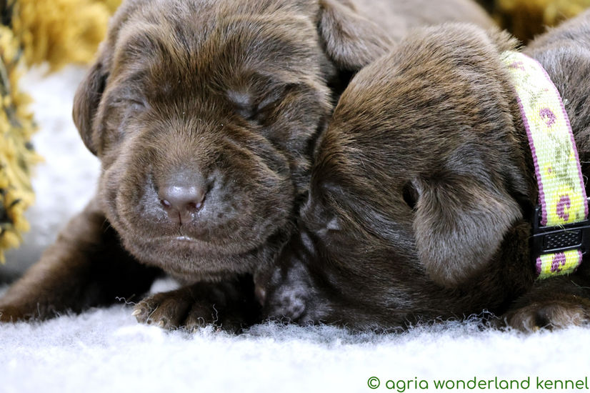 csokibarna labrador kiskutya megbízható tenyésztőtől