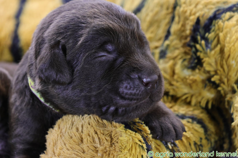 csokibarna labrador kiskutya megbízható tenyésztőtől