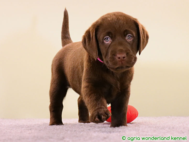 gyönyörű barna labrador kutyus