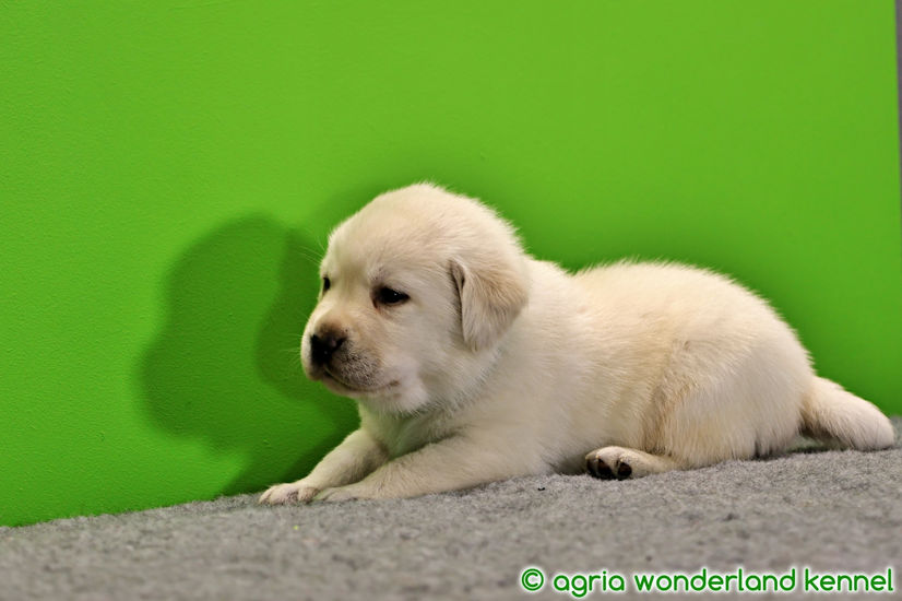 megbízható tenyésztőtől zsemle labrador kiskutya