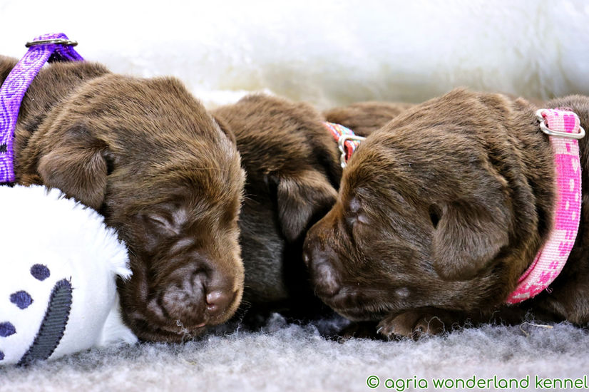 barna labrador kiskutyák megbízható tenyésztőtől