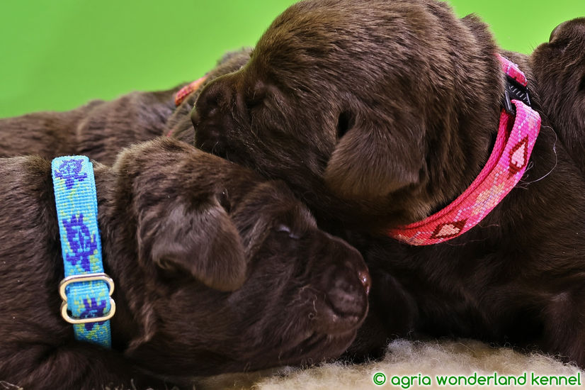 cuki barna labrador kiskutyák